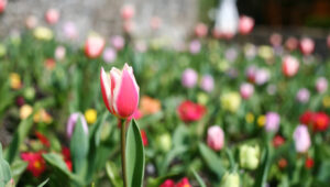 canon-5d-a-150-classic-still-impresses-in-2024