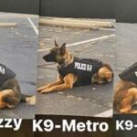 clayton-county-k-9s-enhance-safety-with-donated-body-armor