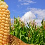 corn-s-unique-gas-release-offers-new-insights-on-crop-defense