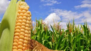 corn-s-unique-gas-release-offers-new-insights-on-crop-defense