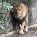 denmark-zoo-seeks-donations-of-unwanted-pets-for-predators