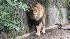 denmark-zoo-seeks-donations-of-unwanted-pets-for-predators