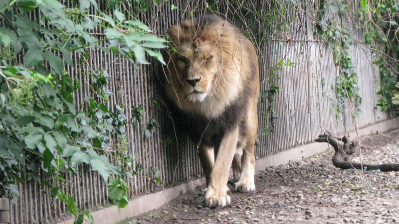 denmark-zoo-seeks-donations-of-unwanted-pets-for-predators