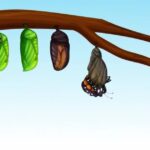 discover-how-to-protect-monarch-butterflies-this-fall