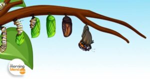 discover-how-to-protect-monarch-butterflies-this-fall