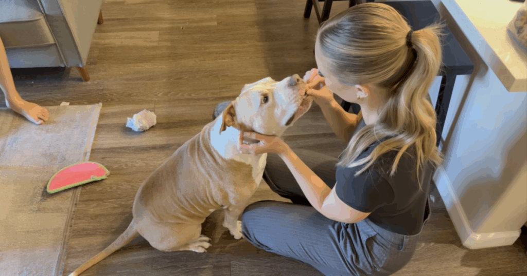dog-at-pacc-learns-he-s-a-dad-while-waiting-for-home