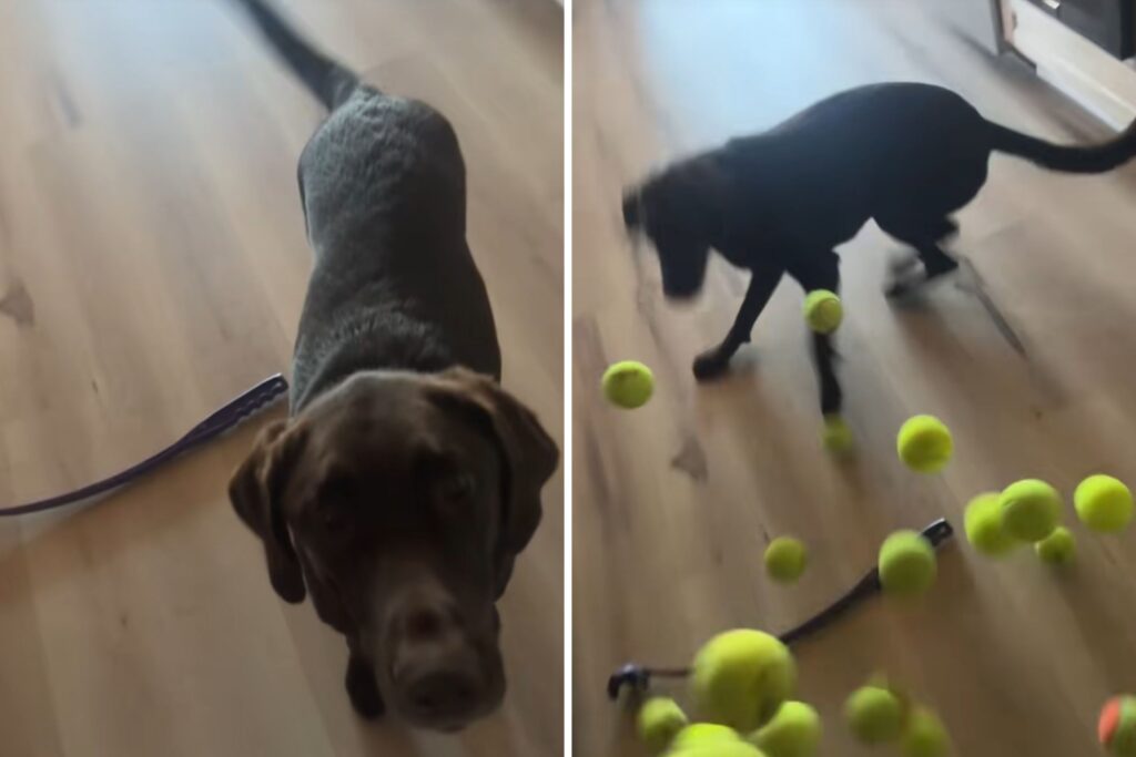 dog-s-hilarious-reaction-to-owner-s-tennis-ball-surprise-goes-viral