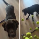 dog-s-hilarious-reaction-to-owner-s-tennis-ball-surprise-goes-viral