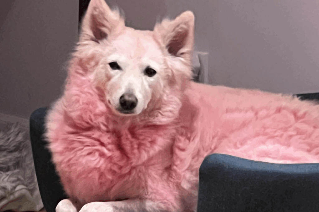 dog-turns-pink-after-owner-accidentally-uses-hair-conditioner