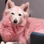 dog-turns-pink-after-owner-accidentally-uses-hair-conditioner