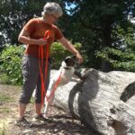 dogs-take-the-lead-in-detecting-invasive-spotted-lanternflies