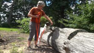 dogs-take-the-lead-in-detecting-invasive-spotted-lanternflies