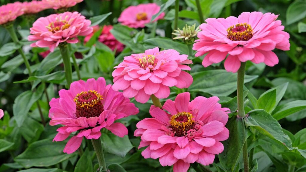 experts-urge-gardeners-to-choose-8-underrated-bedding-plants-now