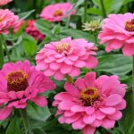 experts-urge-gardeners-to-choose-8-underrated-bedding-plants-now