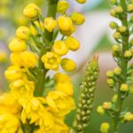 flowers-use-quick-movements-to-surprise-pollinators