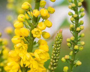 flowers-use-quick-movements-to-surprise-pollinators