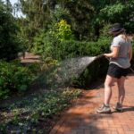 gardeners-urged-to-plant-now-summer-planting-vital-for-success