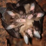 giant-carnivorous-bats-exhibit-affection-and-sharing-behaviors