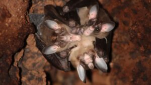 giant-carnivorous-bats-exhibit-affection-and-sharing-behaviors
