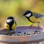 great-tits-display-complex-relationships-study-reveals-insights