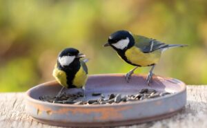 great-tits-display-complex-relationships-study-reveals-insights