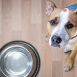 heartwarming-rescue-former-bait-dog-demands-kisses-before-meals