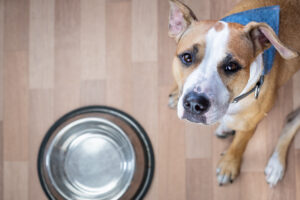 heartwarming-rescue-former-bait-dog-demands-kisses-before-meals
