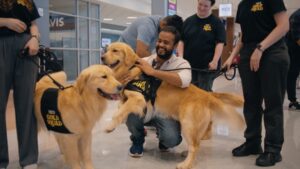 hertz-unveils-gold-squad-comforting-travelers-with-golden-retrievers
