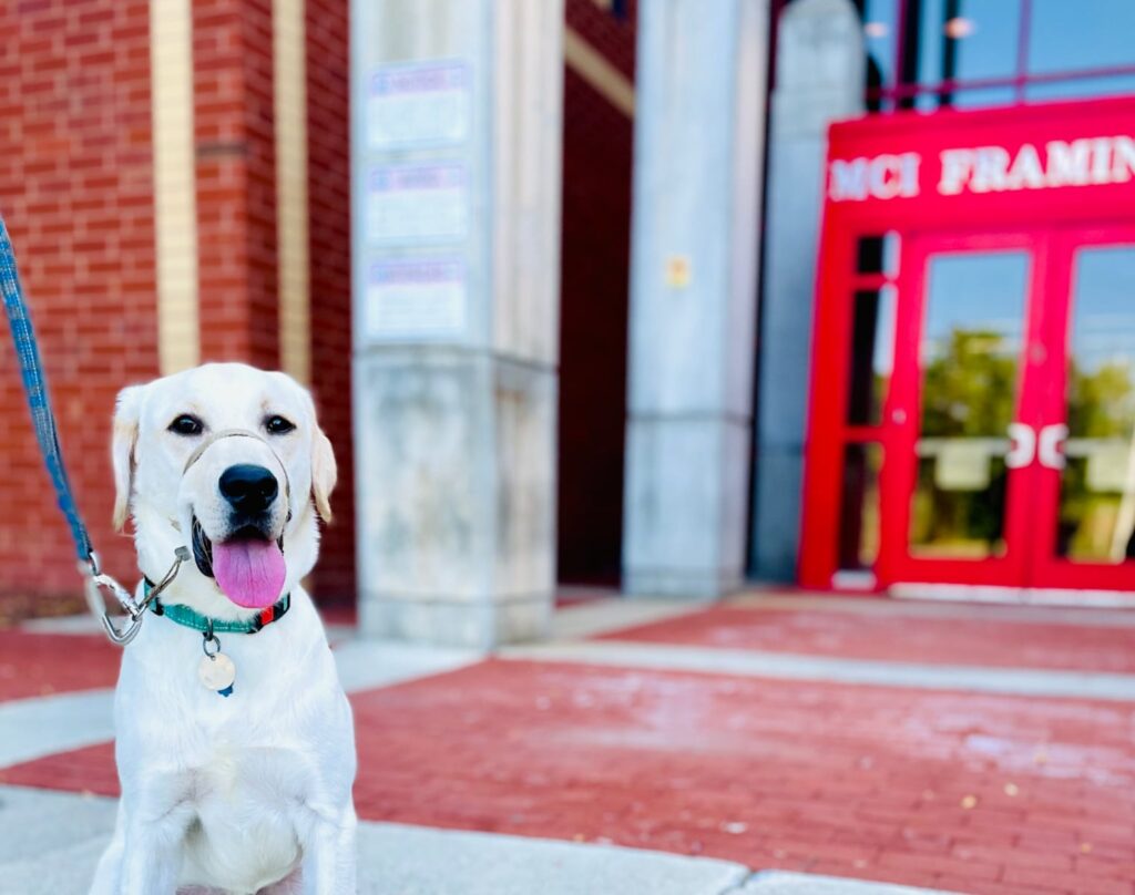 massachusetts-prison-launches-service-dog-program-changing-lives
