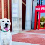 massachusetts-prison-launches-service-dog-program-changing-lives