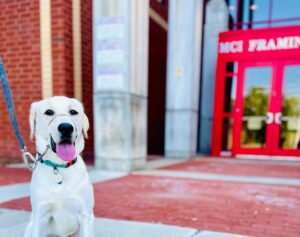 massachusetts-prison-launches-service-dog-program-changing-lives