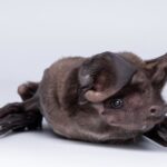 mexican-ecologist-champions-bats-to-save-ecosystems-worldwide