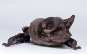 mexican-ecologist-champions-bats-to-save-ecosystems-worldwide