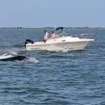 minke-whale-collides-with-boat-off-jersey-shore-passenger-overboard