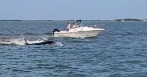 minke-whale-collides-with-boat-off-jersey-shore-passenger-overboard