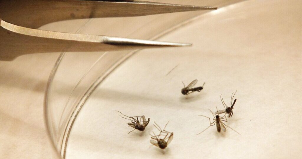 nashville-reports-first-human-case-of-west-nile-virus-in-two-years