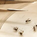 nashville-reports-first-human-case-of-west-nile-virus-in-two-years
