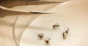 nashville-reports-first-human-case-of-west-nile-virus-in-two-years
