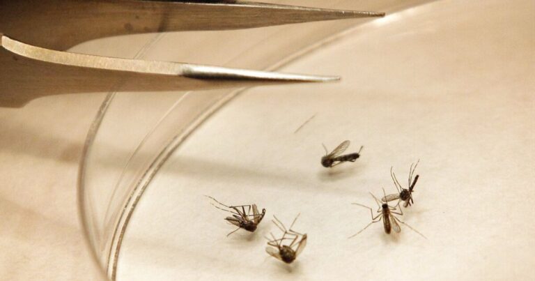 nashville-reports-first-human-case-of-west-nile-virus-in-two-years