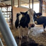 new-dairy-pricing-changes-spark-optimism-among-ny-farmers