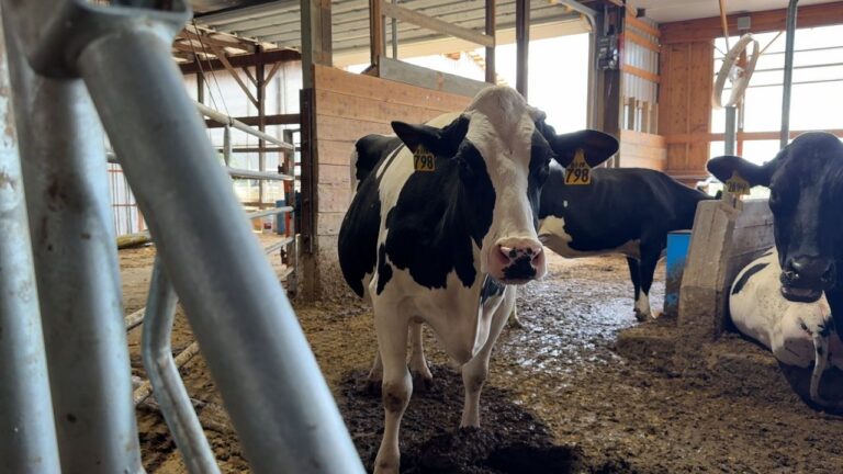 new-dairy-pricing-changes-spark-optimism-among-ny-farmers