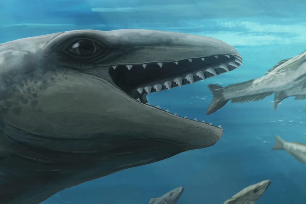 new-prehistoric-whale-species-discovered-in-australia