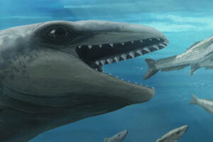 new-prehistoric-whale-species-discovered-in-australia