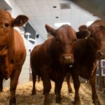 new-world-screwworm-infests-human-in-u-s-heightening-concerns