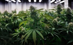 new-york-s-legal-cannabis-market-faces-major-legal-setback