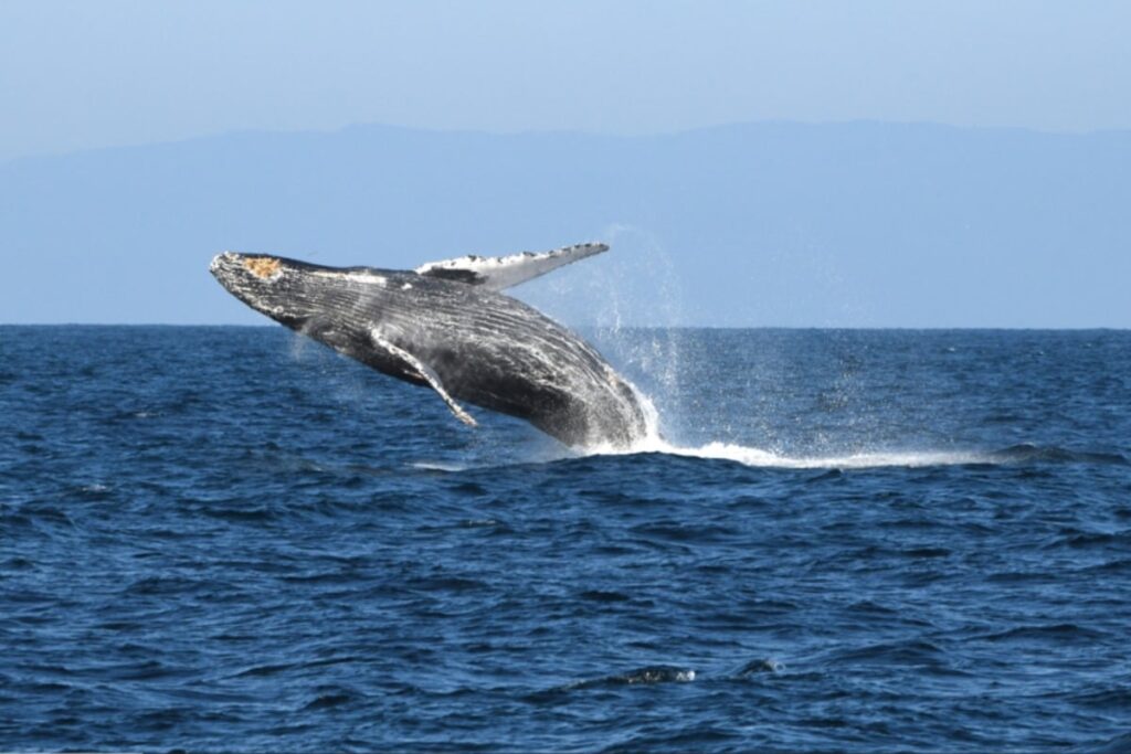 over-150-humpback-whales-spotted-on-sonoma-coast-migration