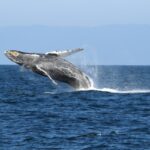over-150-humpback-whales-spotted-on-sonoma-coast-migration