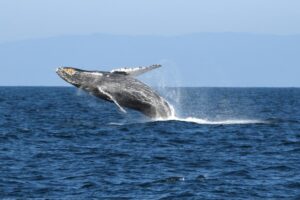 over-150-humpback-whales-spotted-on-sonoma-coast-migration