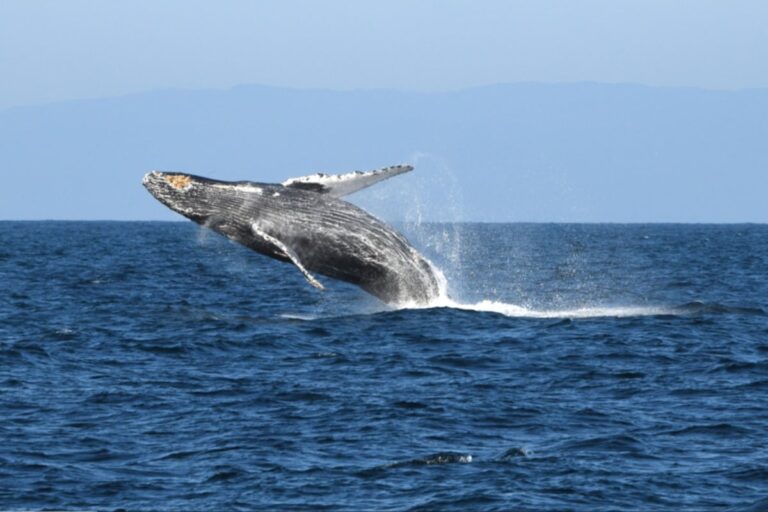 over-150-humpback-whales-spotted-on-sonoma-coast-migration