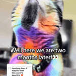 pet-owner-dyes-cat-in-rainbow-colors-sparking-ethical-debate